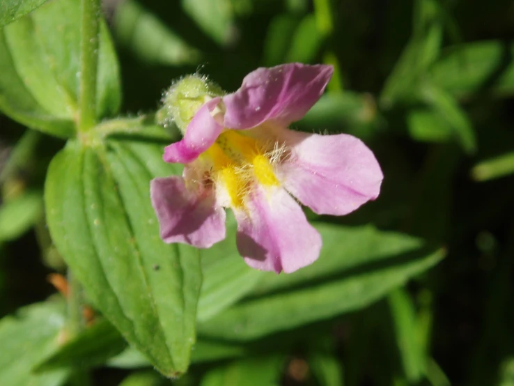 a very small pink flower blooming from the stem