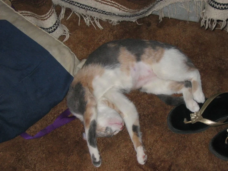 a cat is laying down next to shoes