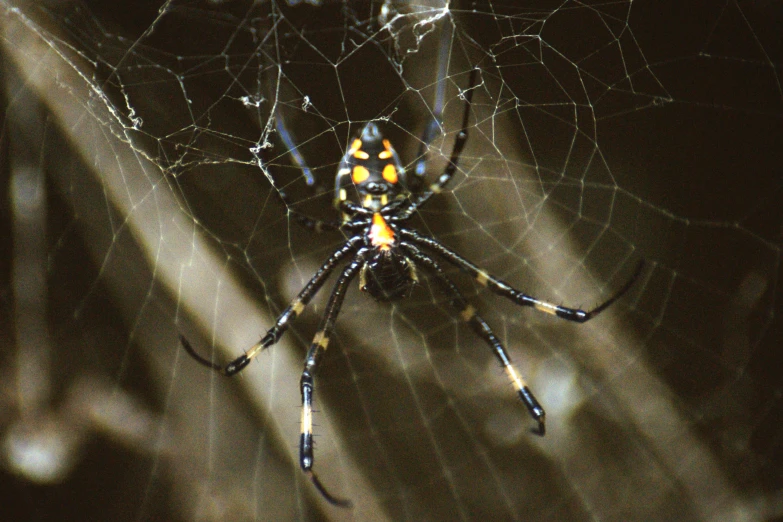 the big spider has yellow and black stripes