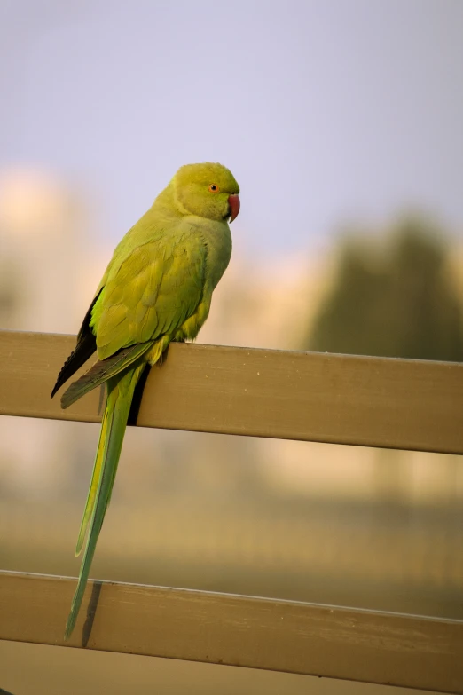 an image of a green parrot on the bench