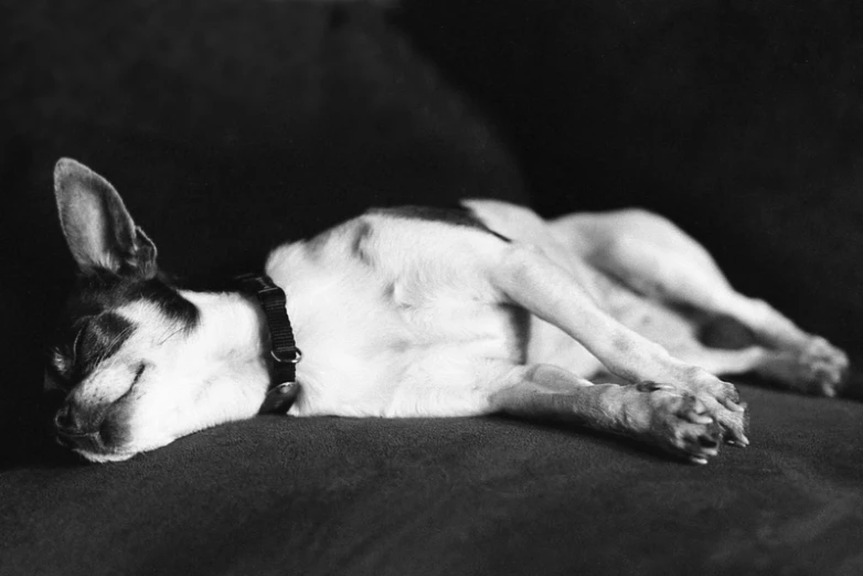 a dog lying on a couch while looking at the camera