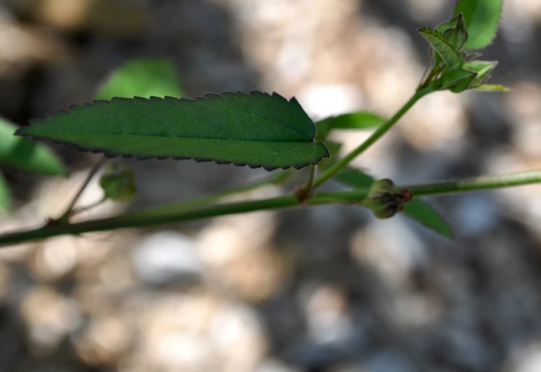 a plant that has some green leaves on it