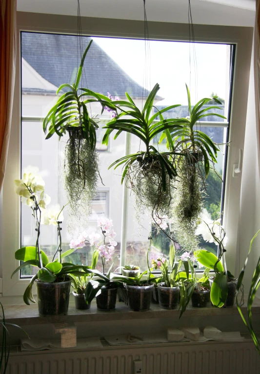 plants are in pots near a window sill