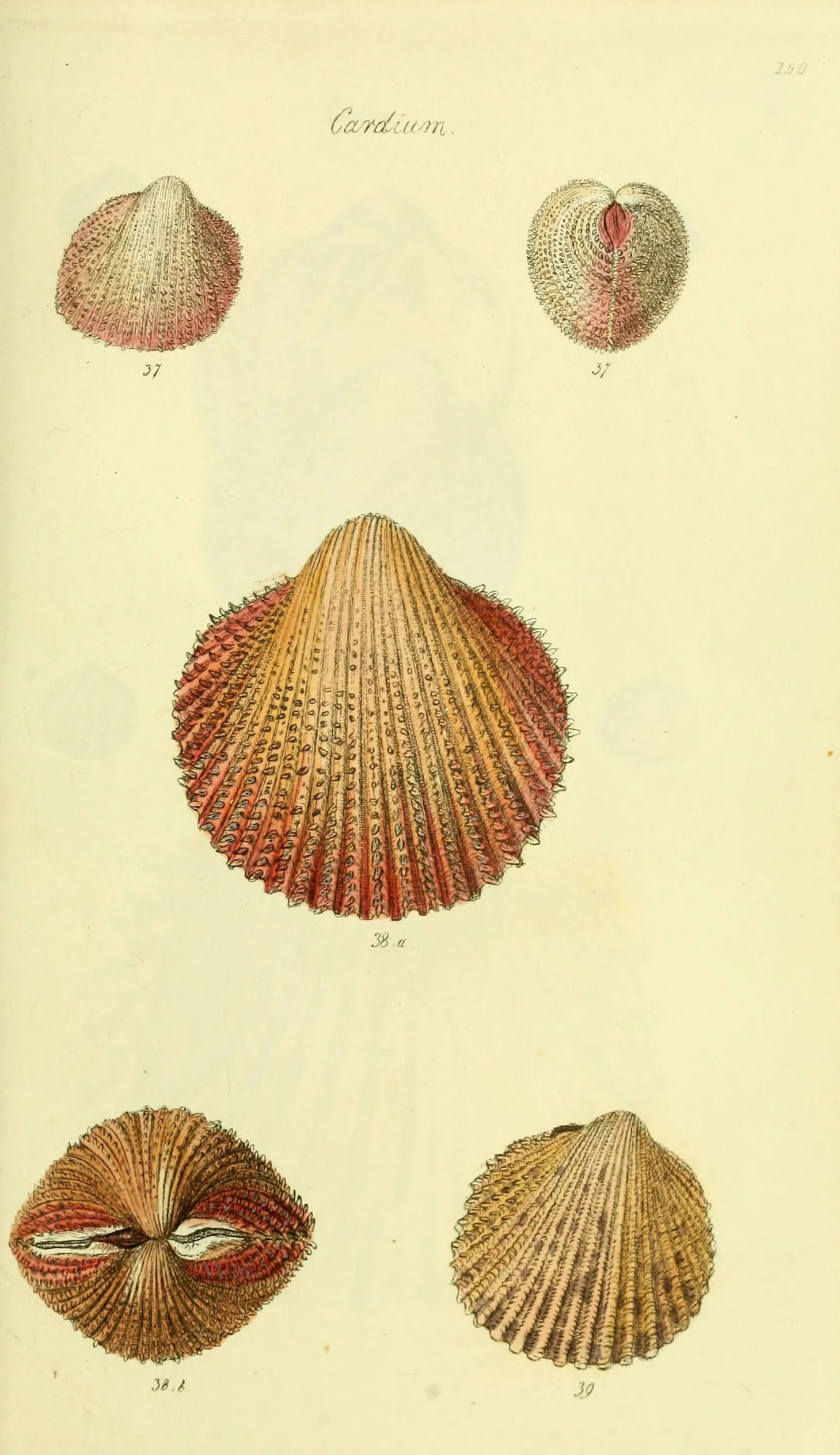 a group of four seashells drawn in red ink on parchment paper
