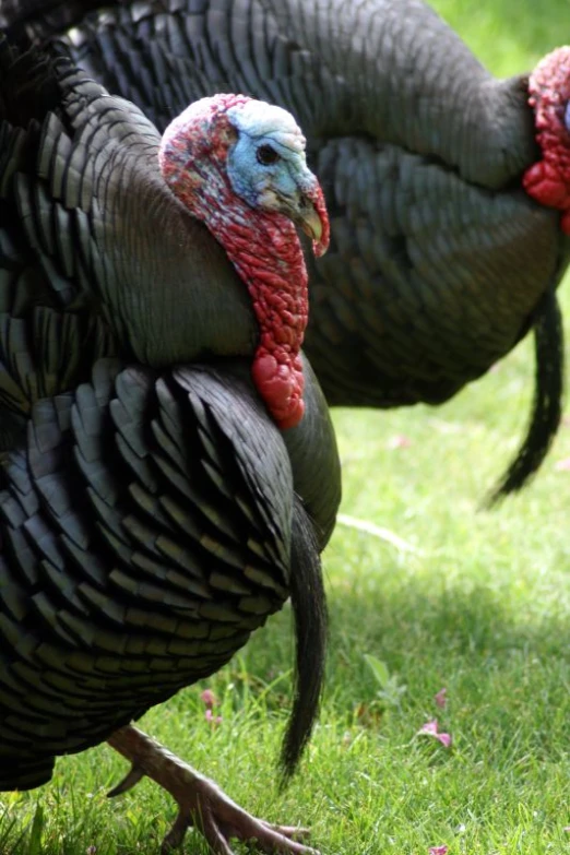 two very big turkeys walking in the grass