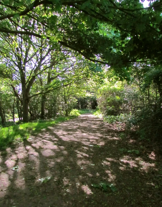 a dirt road in the woods between many trees