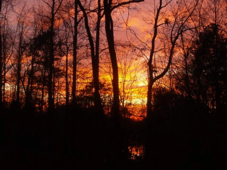 a sunset through the trees, with water and reflection on the ground