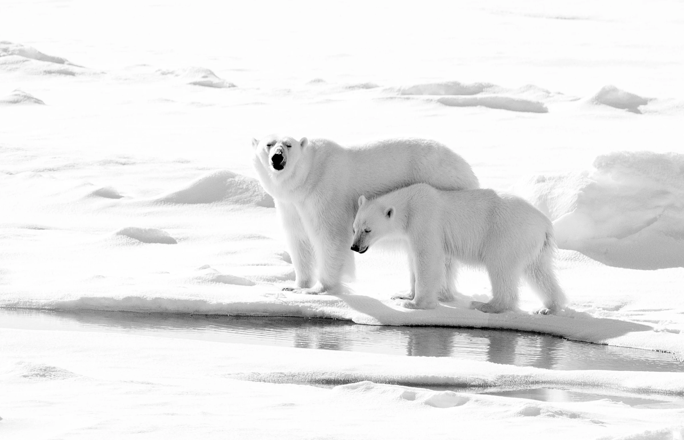 a large polar bear and small baby polar bear on ice