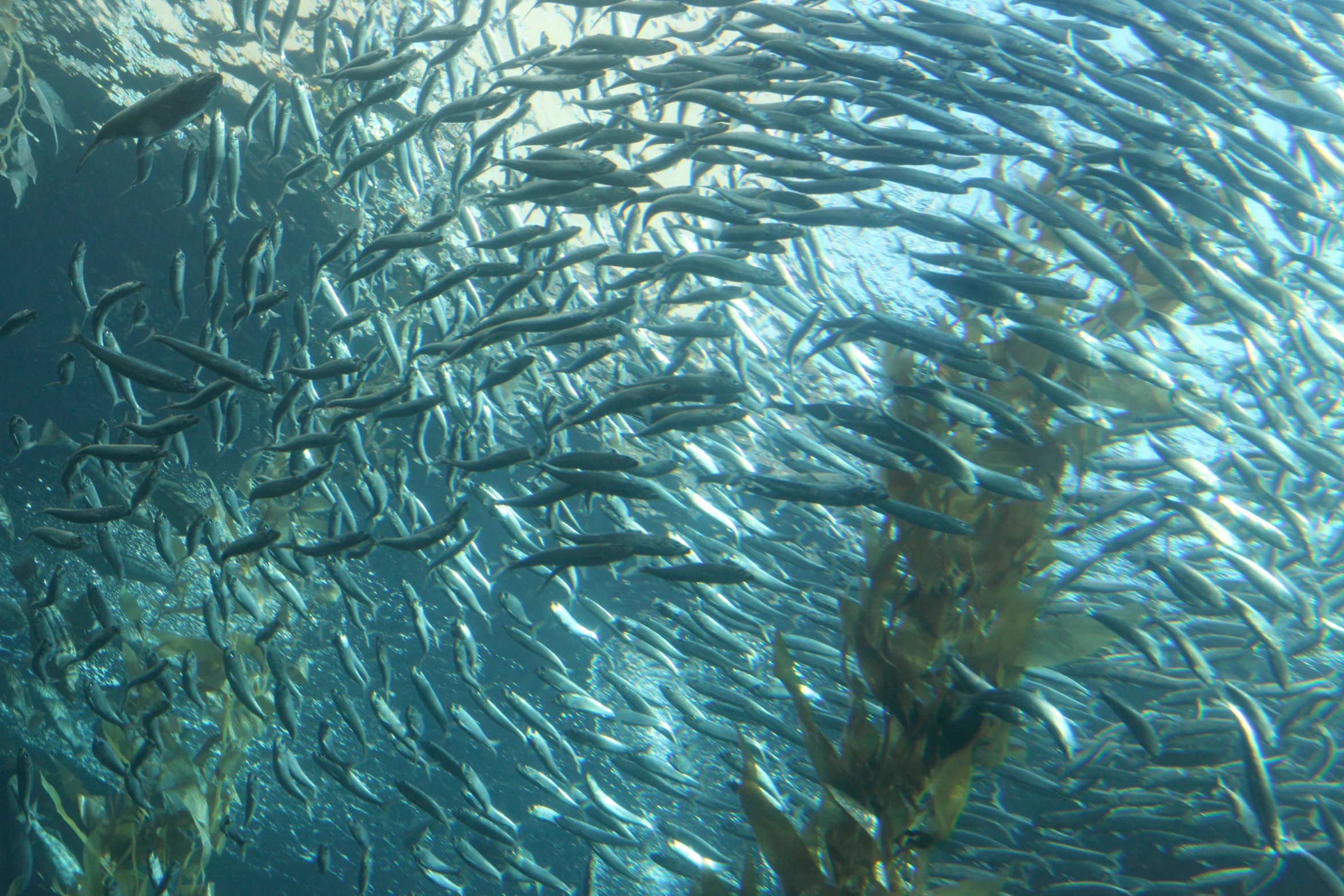 a large flock of fish swimming in a big blue pool