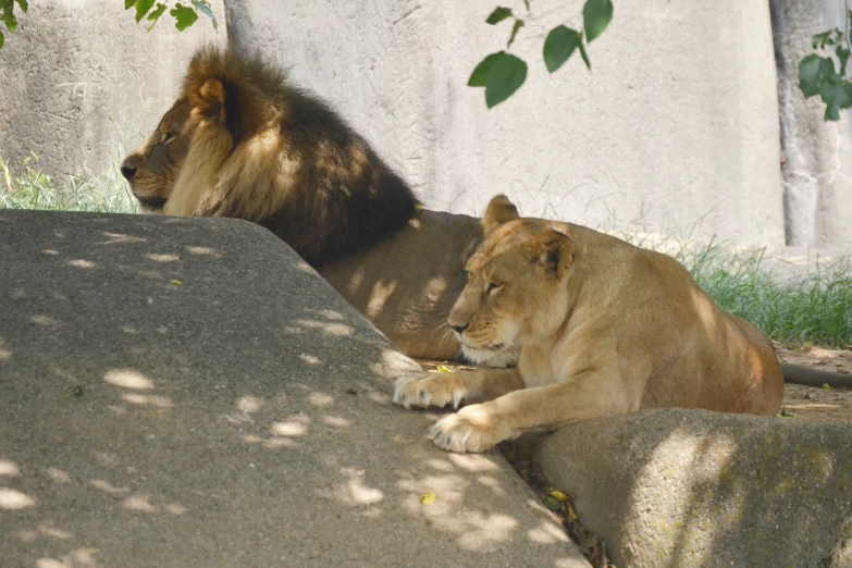 two lions resting on some rocks in their enclosure