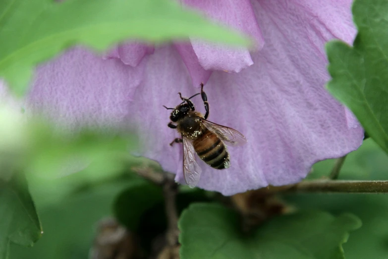 a bee standing on a flower in the field