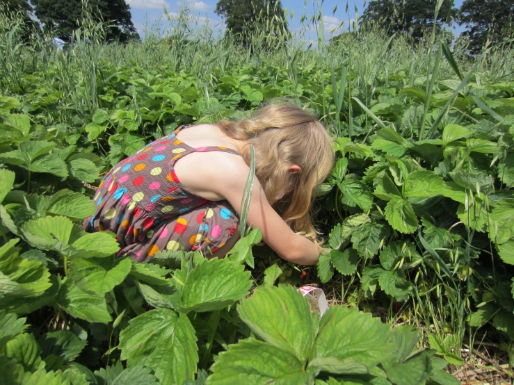 a person kneeling down in a field with many plants