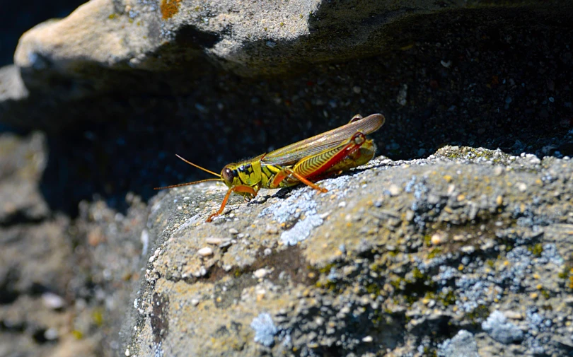 a insect on a rock with a rock behind it