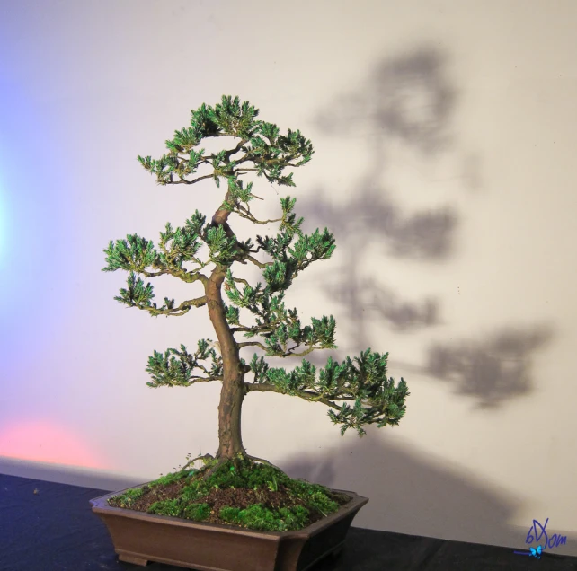 a large bonsai tree is sitting in a wooden pot on a table