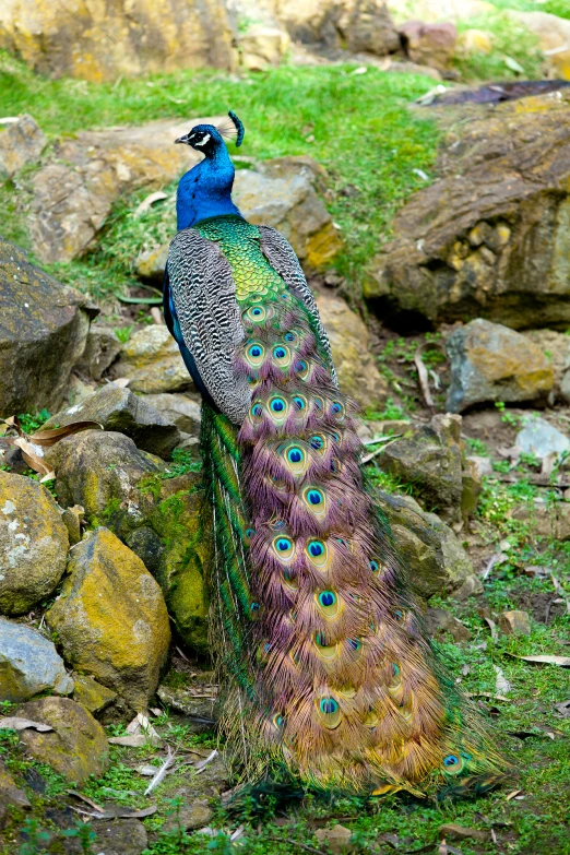 the peacock is walking around with feathers spread out