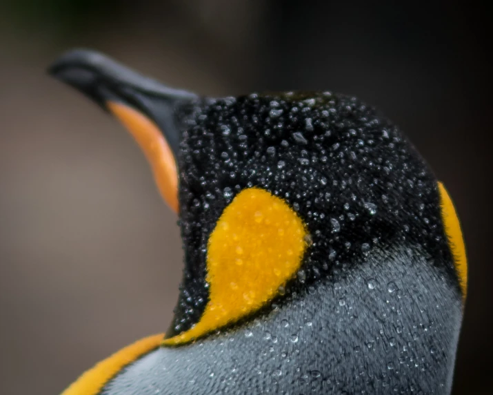 an orange - tipped penguin has some droplets of water on its feathers