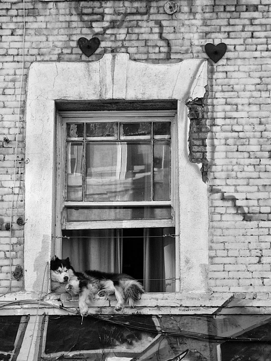 a dog laying on the ledge of a building, on an overflowing street