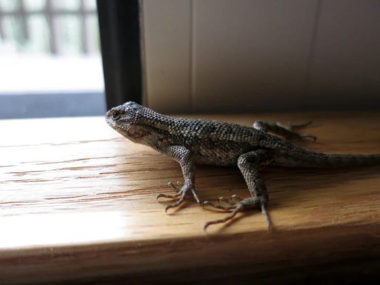 a close up of a lizard on a wood surface