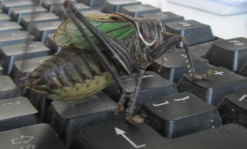 a bug crawling on the keys of a computer keyboard