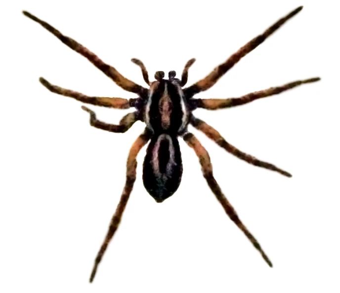 large spider with very long legs on white background