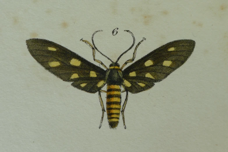 a drawing of a very pretty yellow erfly