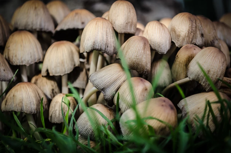 a close up of small mushrooms in grass