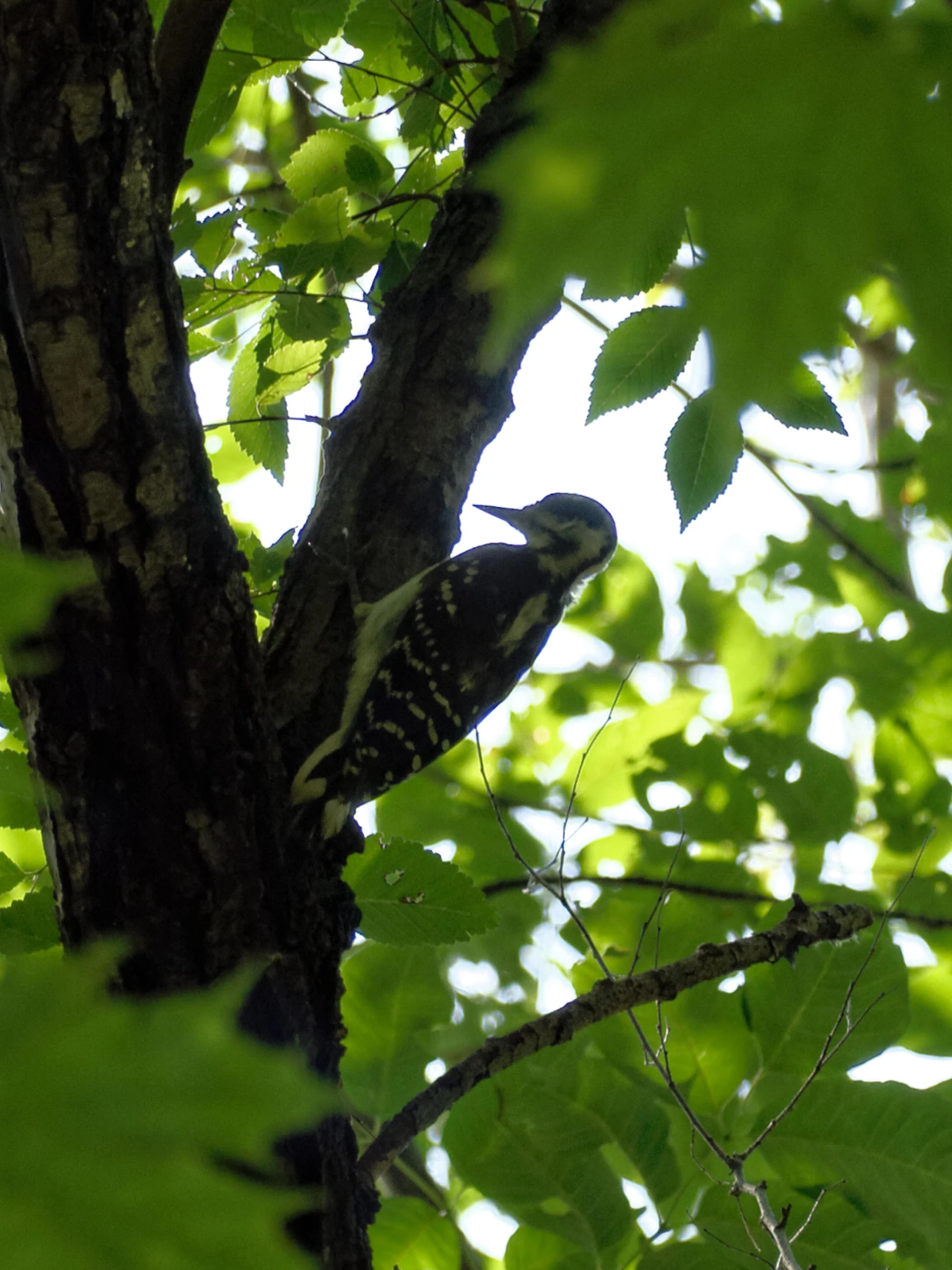 a bird sitting in a tree while it peeks its head out