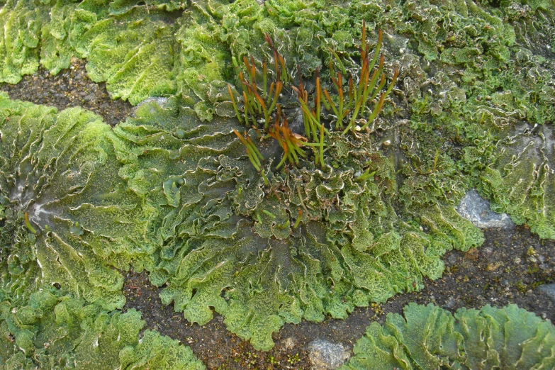 the mossy surface looks like it has several different layers of growth