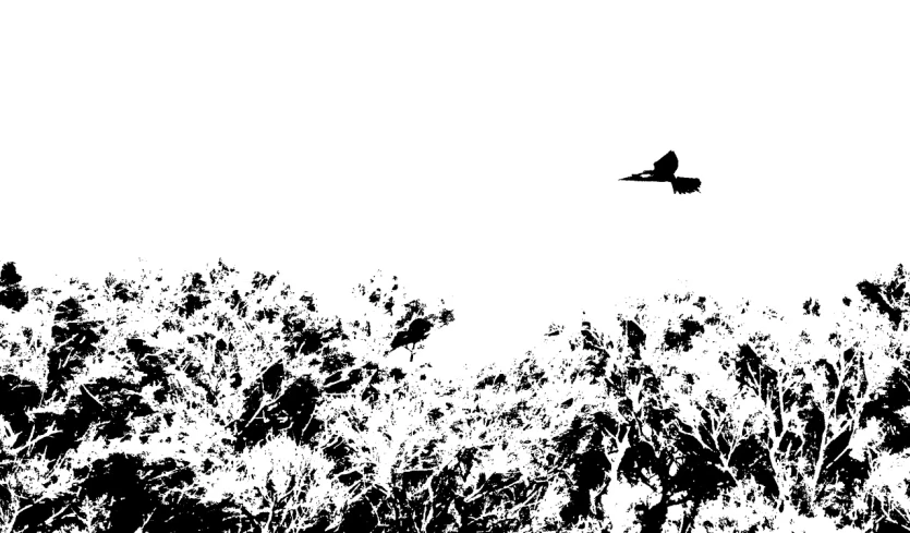 the silhouette of two birds flying in the sky