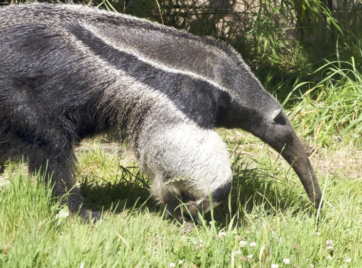 a large animal in a field eating some grass