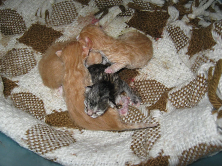 two cats cuddled together in a blanket