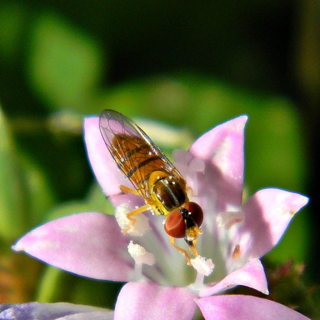 a fly perched on the tip of a flower