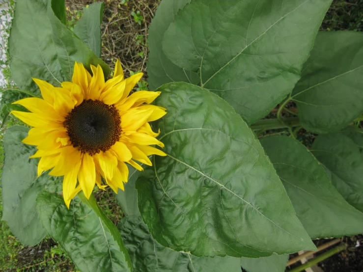 a large flower sitting on top of a lush green field