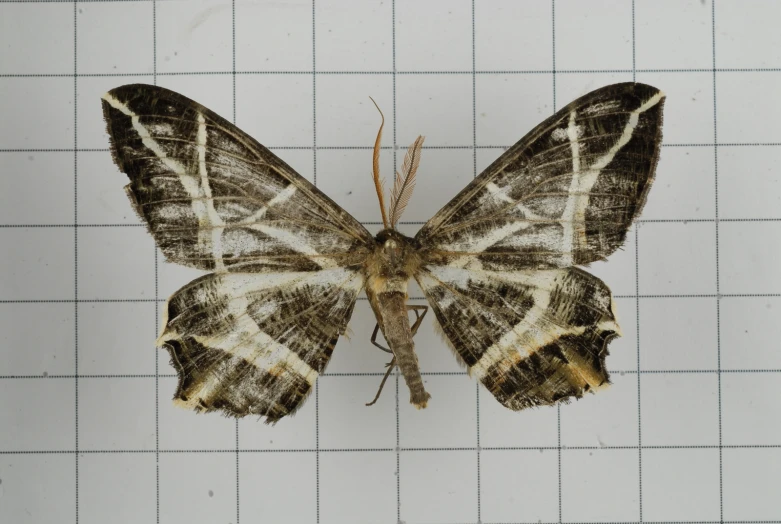 there is an image of a large moth on the surface