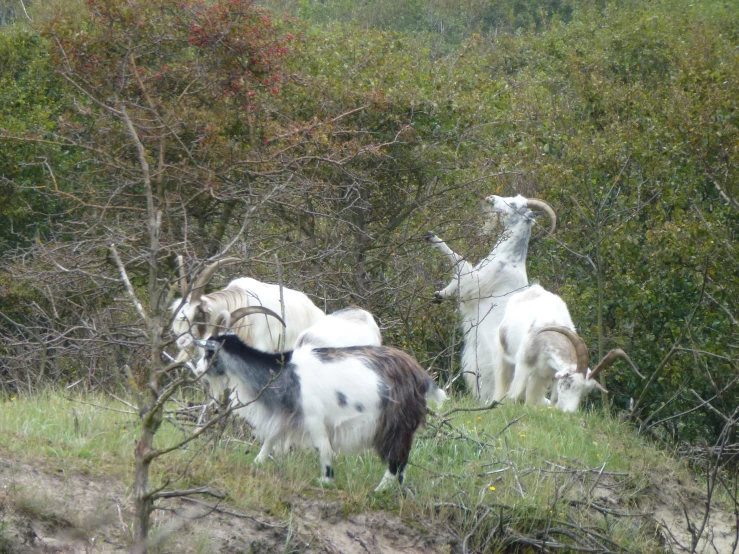 a few goats grazing on top of some trees
