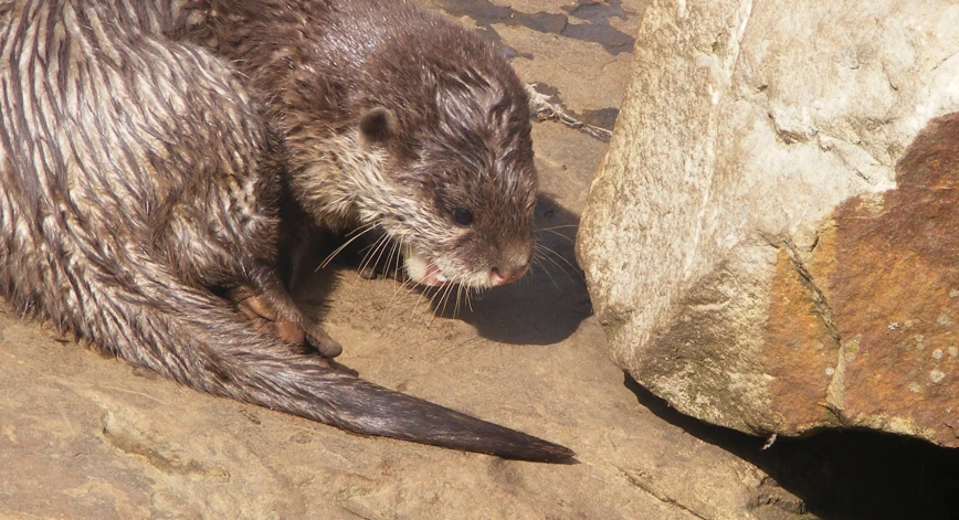 an image of an animal with it's mouth open