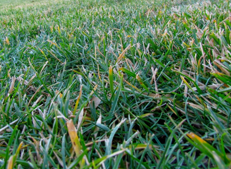 green grass covered with dew near a park