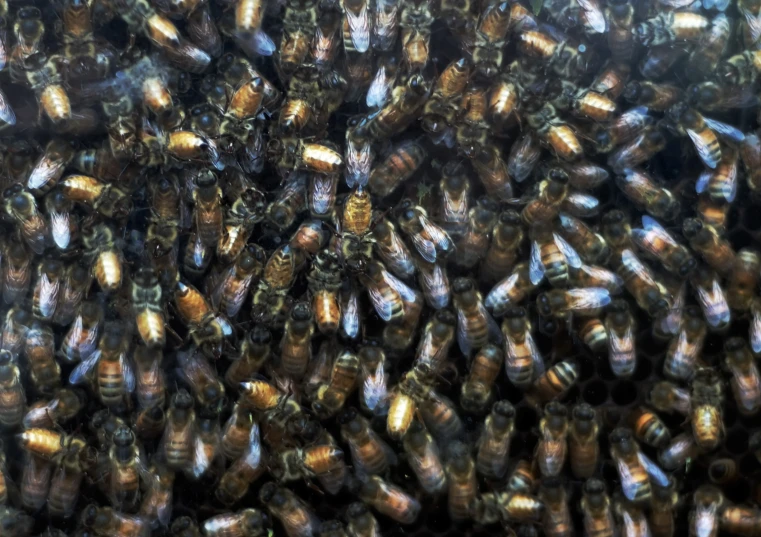 a group of bees together in some dark blue light