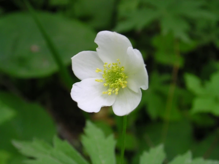 a flower that is in the middle of a bunch of leaves