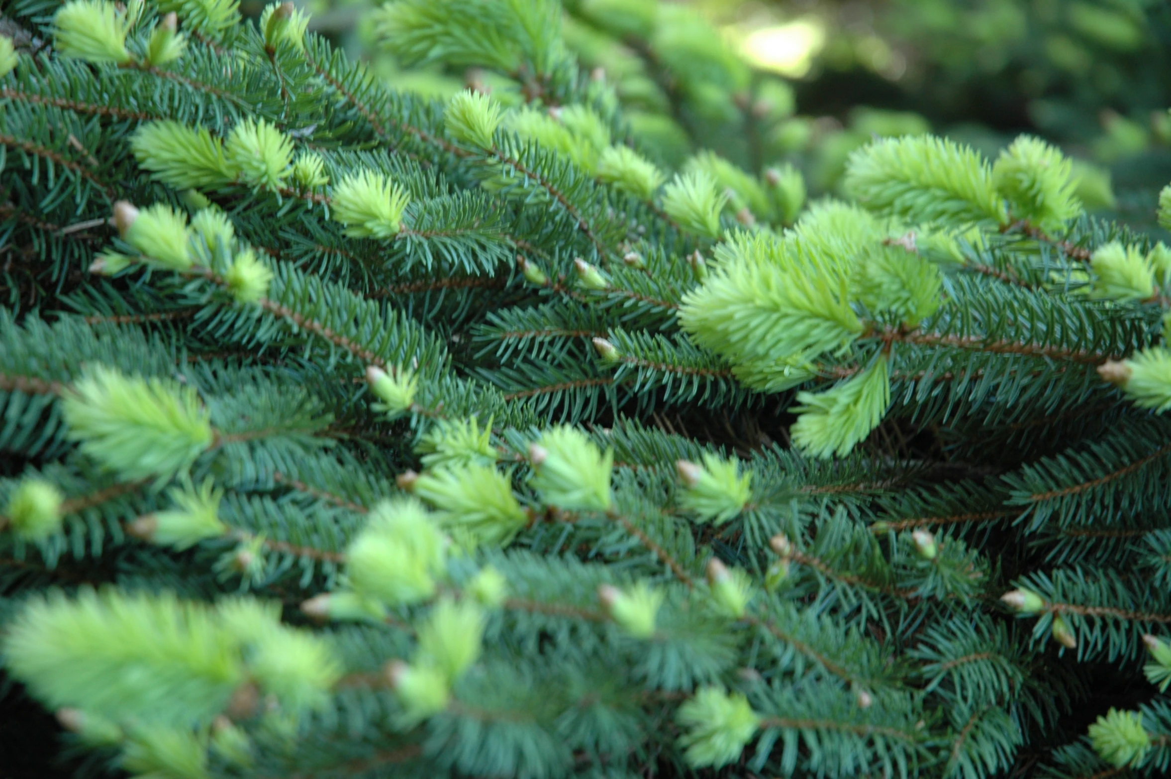 green tree nches with the needles gone