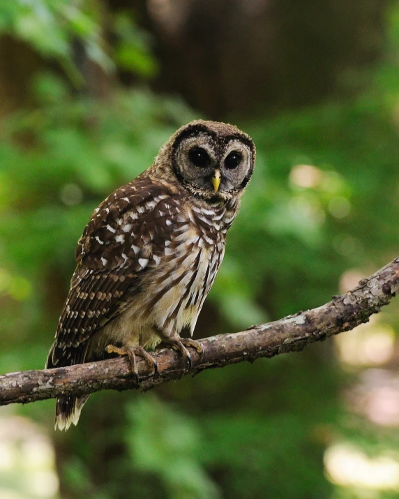 an owl is sitting on the nch in front of a forest