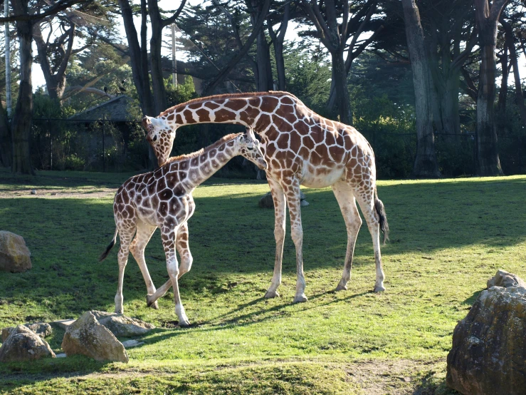 giraffes grazing on grass near some rocks and trees