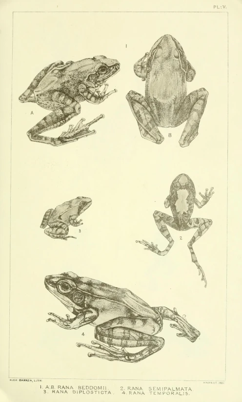 a vintage book with several different frogs