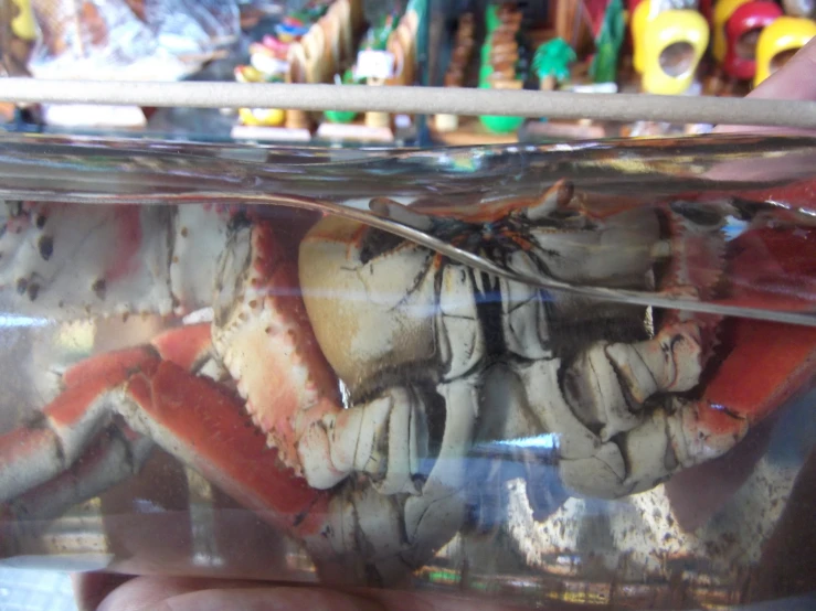 crab legs are in a container for sale