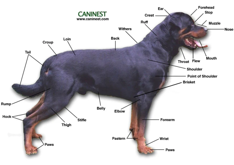 the top most common breeds of dogs