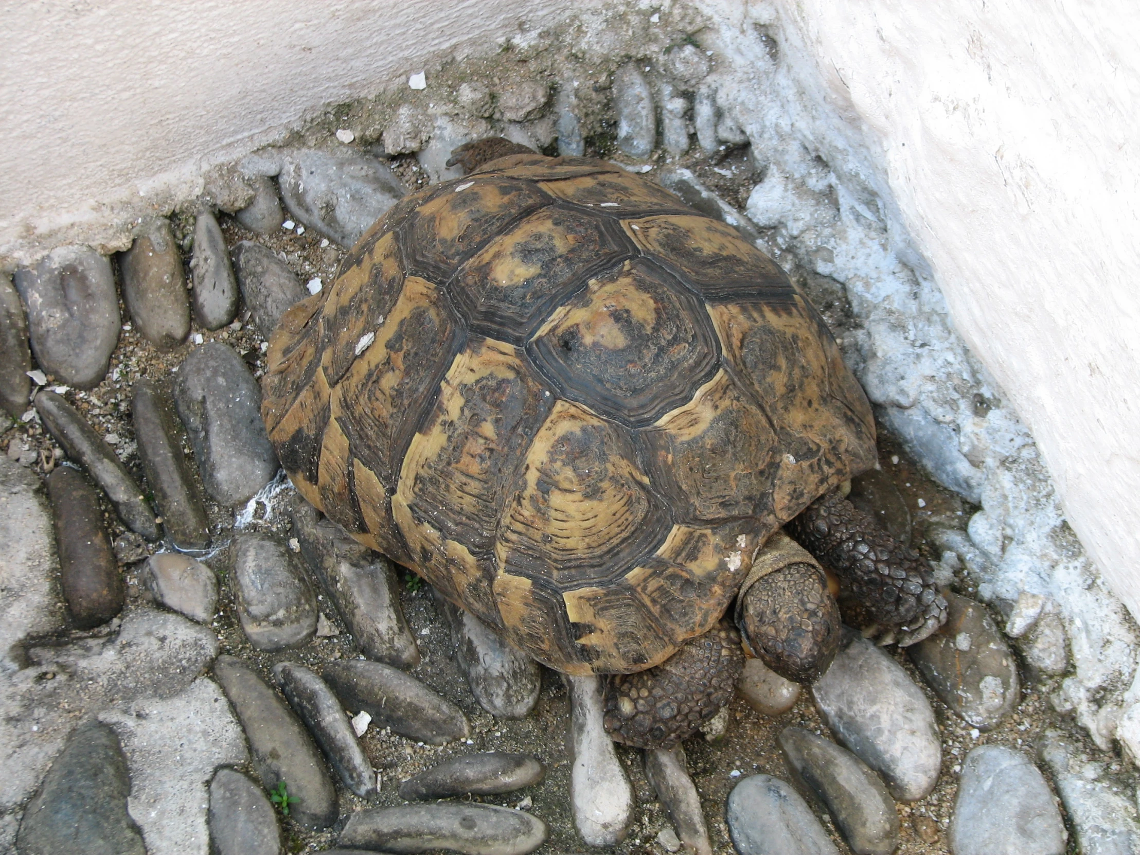 an old turtle sits on some rocks in a corner