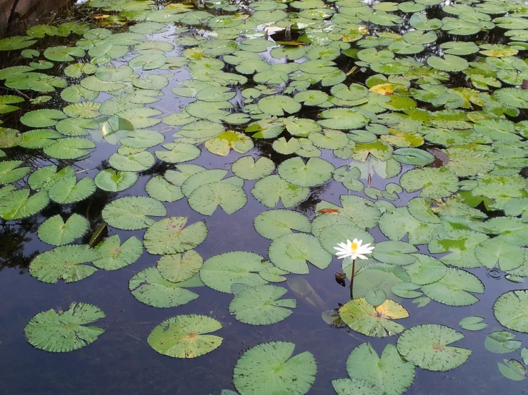 the lily is floating on top of the green leaves