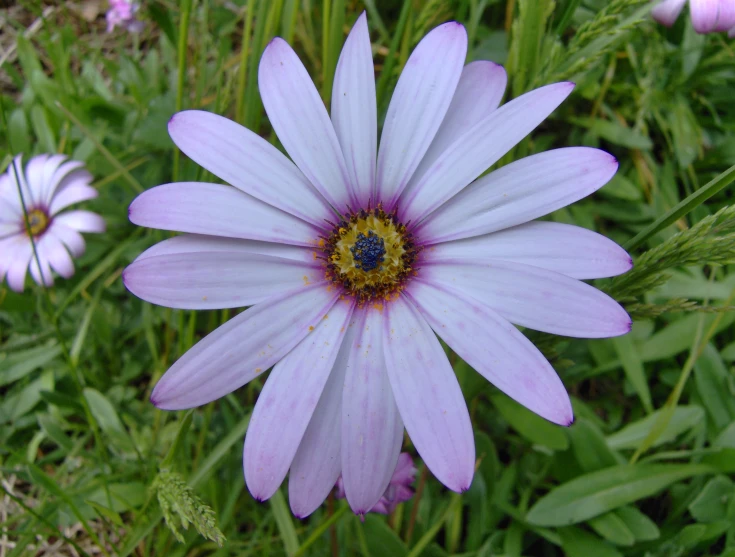 a close up of a flower in the middle of green grass