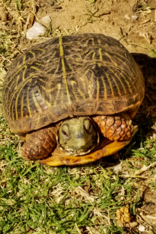an ornate tortoise laying on top of the grass