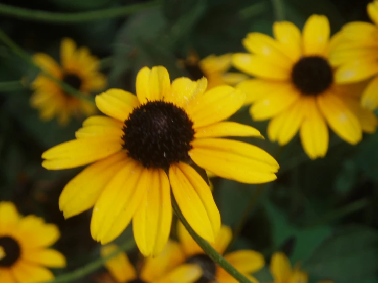 yellow flowers with brown centers in bloom